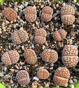 生石花网纹寿丽