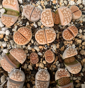 生石花dt黄金线c63b 二年 一物一拍 王军军园艺