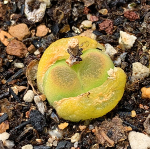 肉锥毛汉尼 o泡mg1798.78  二年 一物一拍 王军军园艺