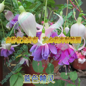灯笼花植物倒挂金钟重瓣