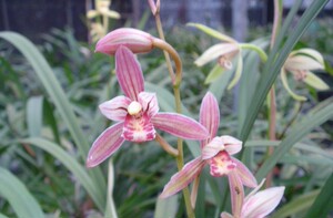 好养兰花 建兰四季兰浓香苗 花卉客厅盆栽 花艺双全 娇鹤