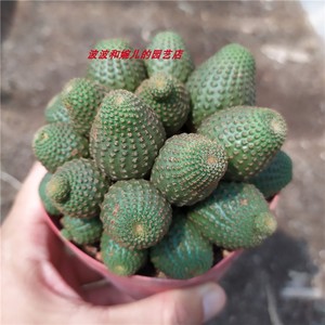 新款多肉植物黑蝎子无刺群生多头仙人球室内不扎手易养护绿植盆栽