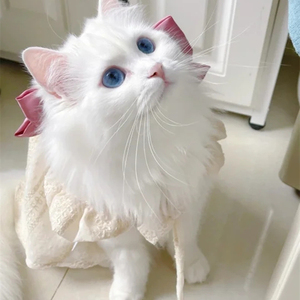 纯种长毛布偶猫仙女猫蓝双海双蓝瞳可爱纯白猫咪银渐层幼崽宠物猫