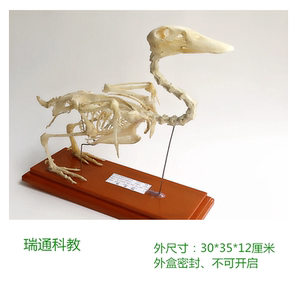 鸭骨骼标本 中小学动物骨骼标本教学骨架模型