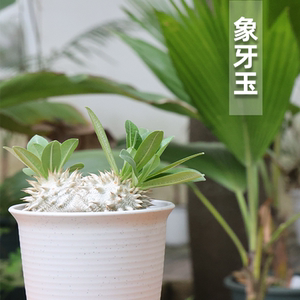 【朴原】象牙玉 pachypodium eburneum盆栽绿植阳台景观块根多肉