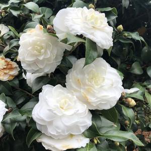 【东方亮茶花】东方亮茶花品牌,价格 - 阿里巴巴