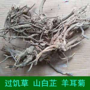 野生羊耳菊头根山白芷牛耳风白面风八面风闽南草药过饥草炖汤佐料