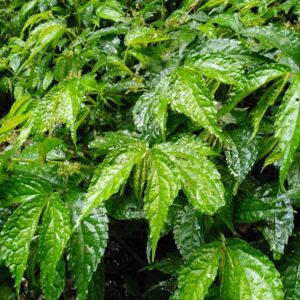 野生中草药新鲜赤车使者岩下青坑兰拔血红乌梗子凤阳草冷坑青包邮