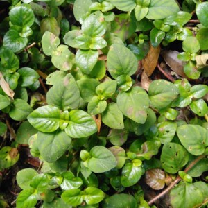 新鲜野生过路黄全草金钱草真金草走游草铺地莲深山青草药500g包邮