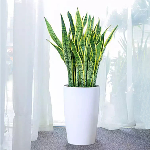 虎皮兰盆栽金边虎尾兰盆景室内家居办公室净化空气除甲醛绿植南京