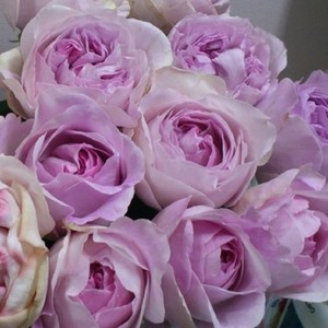 二师兄伊芙卡隆月季实生根接苗粉色浓香大花阳台庭院花园植物灌木