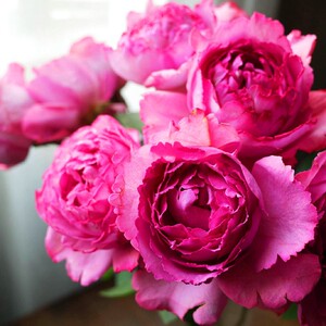 藤本伊芙伯爵月季