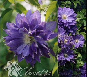 二师兄重瓣铁线莲天盐p9盆栽花园庭院阳台藤本植物耐寒