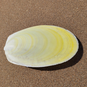 大贝壳海螺天然黄滑狐蛤地台摆件造景创意礼品家居装饰收藏标本
