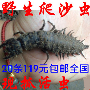 【爬沙虫水蜈蚣野生】爬沙虫水蜈蚣野生品牌,价格 - 阿里巴巴