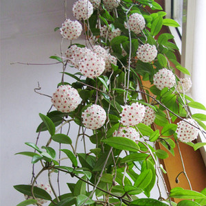 绿叶球兰花盆栽心叶心形球兰花苗大苗室内爬藤植物当年开球形花图片