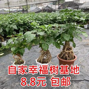 提根幸福树盆栽造型绿宝盆景四季常青室内阳台客厅观叶植物办公室