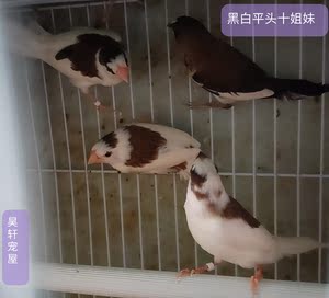 十姐妹保姆鸟,白腰文鸟,黑白花十姐妹,亚成鸟不分公母,包活
