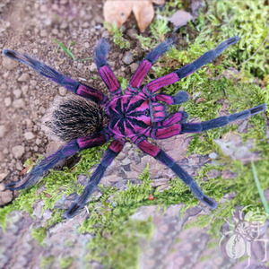 哥伦比亚梦幻白镭射宠物蜘蛛活体高端南美大型地栖x属小母