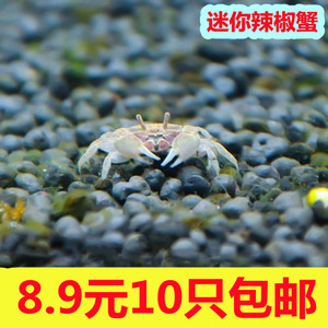 迷你蟹辣椒蟹宠物鱼缸观赏蟹淡水活体草缸可深水养殖小螃蟹除藻蟹