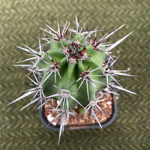 伏地魔仙人球地狱魔针狂刺仙人柱自根一物一拍多肉植物盆栽