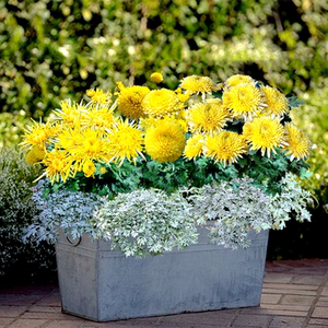 【金丝皇菊苗食用盆栽】金丝皇菊苗食用盆栽品牌,价格 - 阿里巴巴