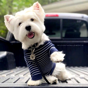 纯种西高地幼犬家养小型西高地犬出售赛级西高地白梗活体宠物狗狗