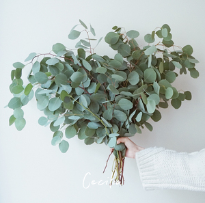 进口尤加利叶永生花