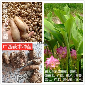 广西莪术头姜七黑心姜广茂臭屎姜郁金药材种球种苗高产当年收成