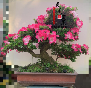 日本进口杜鹃太阳鹃五彩金彩皋月大杯西洋米叶夏鹃映山红老桩盆景