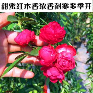 甜蜜红木香苗红色四季开花浓香小盆栽木香花带花七里香爬藤植物