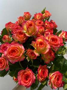 爱丽丝多头小玫瑰月季鲜切花温暖色调插花瓶顺丰空运北京同城速递