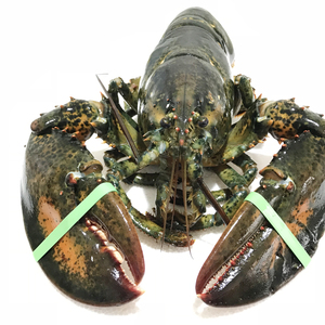 大澳龙鲜活10斤