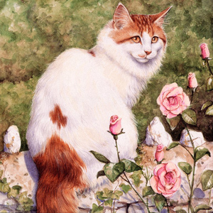 土耳其梵猫