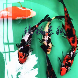 琼楼金鱼布里斯托朱文金长尾燕尾草金重墨五花包活到家限时抢购中