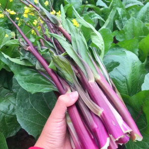 特产红苔菜种子紫红菜苔菜心蔬菜种籽农家四季春季易种植盆栽菜籽
