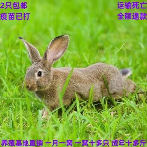 兔子活物大型肉兔苗繁殖种兔兔子活体月月兔比利时白兔花巨兔苗