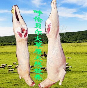 呼伦贝尔大草原带皮羔羊羊个子整只羊分割羊去掉尾巴的带皮羊