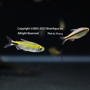 非洲进口观赏鱼 灯鱼 彩虹绿刚果灯 一线隆尼吉 群游佳