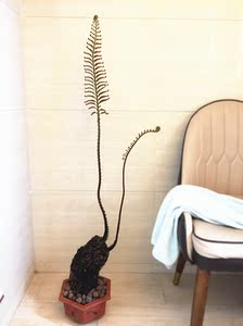 蕨类  乌毛蕨  耐阴植物