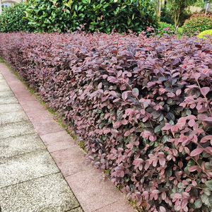 红花继木苗彩叶庭院植物绿化工程苗木红花檵木球绿篱色块红花继木