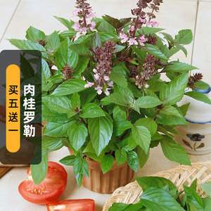 肉桂罗勒种子100粒泰国桂皮九层塔金不换香食用香草籽盆栽春夏播