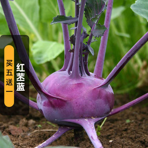 红苤蓝种子60粒紫色球茎甘蓝大头芥蓝菜籽室外花坛阳台盆栽春秋播