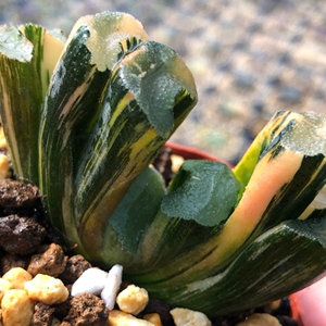 广重玉扇锦 锦好 两面有锦