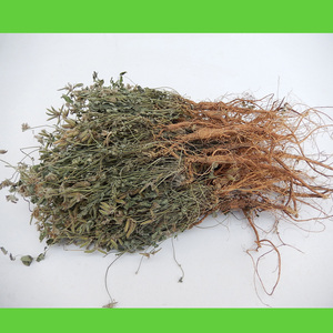 地丁中药材野生紫花地丁萝卜甜地丁根干货小米口袋500g老鼠布袋草