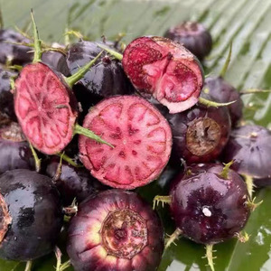 高档型新奇蜘蛛果罕见稀有水果金花红果参新鲜现摘鲜果125g