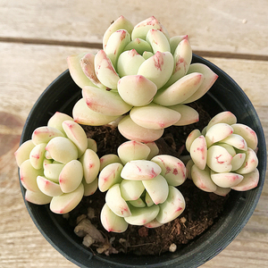 香草老桩群生 多肉植物 肉肉植物 萌肉肉组合盆栽 室内花湖 陌上