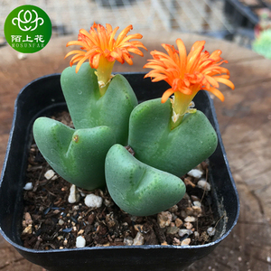 少将 肉锥花 多肉植物 肉肉植物 萌肉肉组合盆栽 室内花卉 陌上花