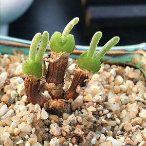 碧光环老桩 小兔子多肉 多肉植物 肉肉植物萌肉肉组合盆栽 陌上花