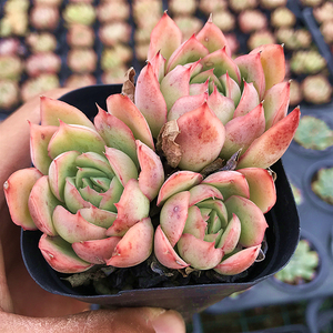 8012人付款淘宝冰心多肉植物杂交新品肉肉植物 萌肉肉组合盆栽阳台